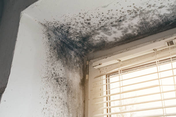 Affordable Black Mold Remediation solutions in Reedsville, PA