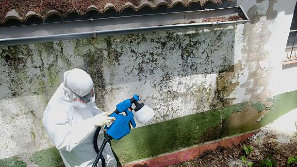 Top rated local Black Mold Remediation specialists in Reedsville, PA